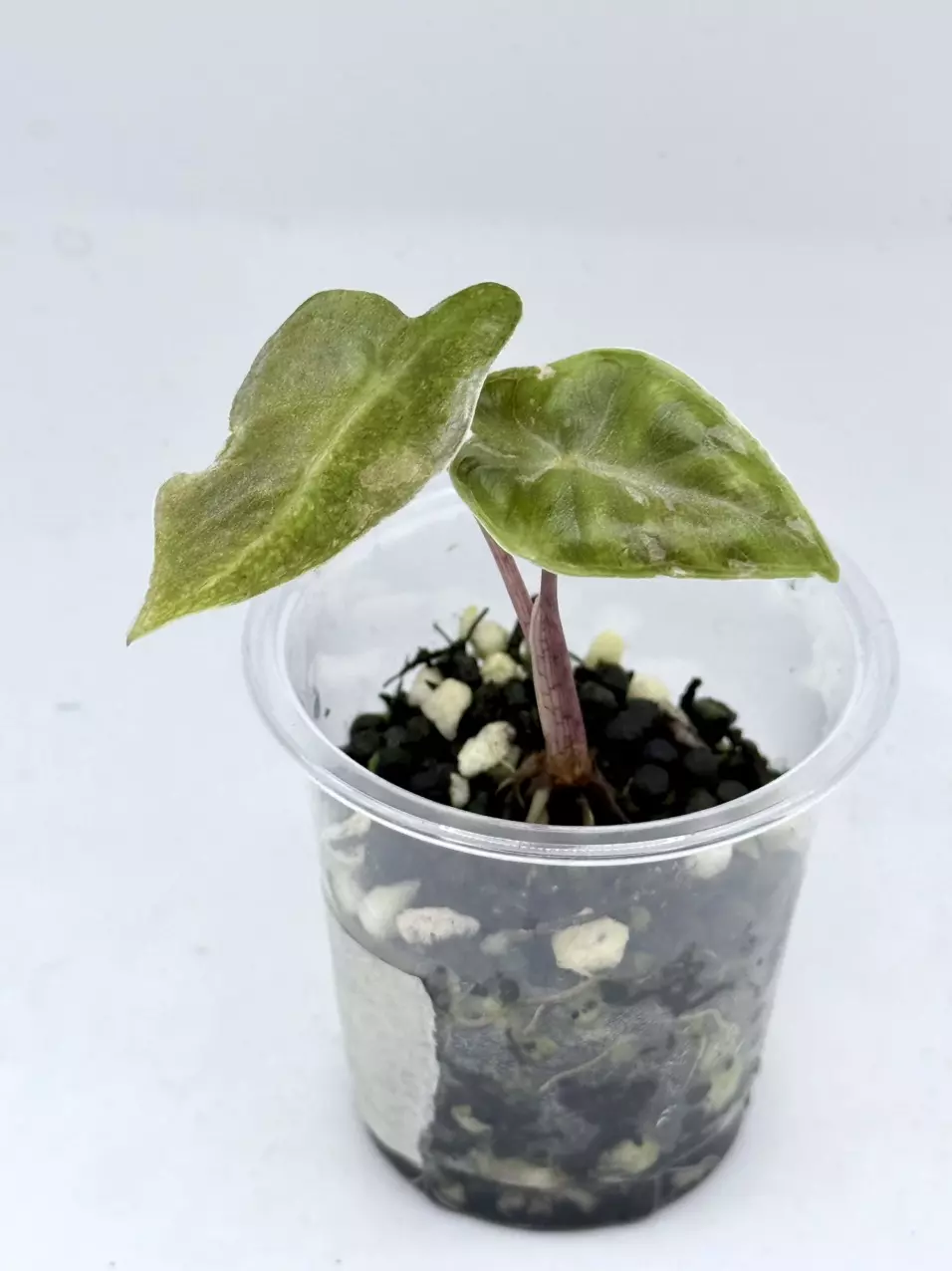 Alocasia Pink Pseudosanderiana from corm thumbnail