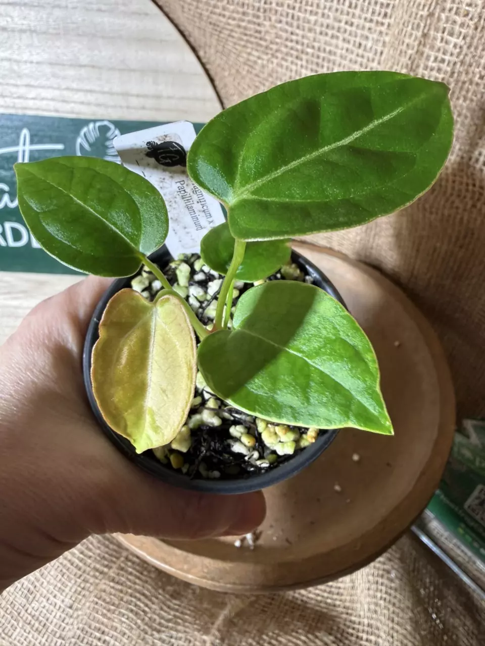 A. Mag x Indo Pap *Last 1! thumbnail