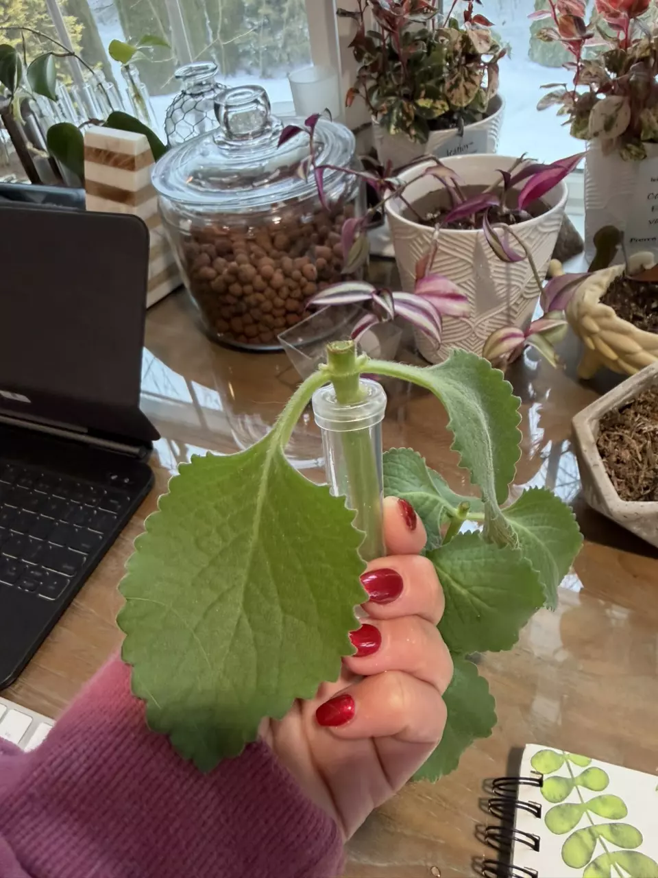 Spanish Oregano thumbnail