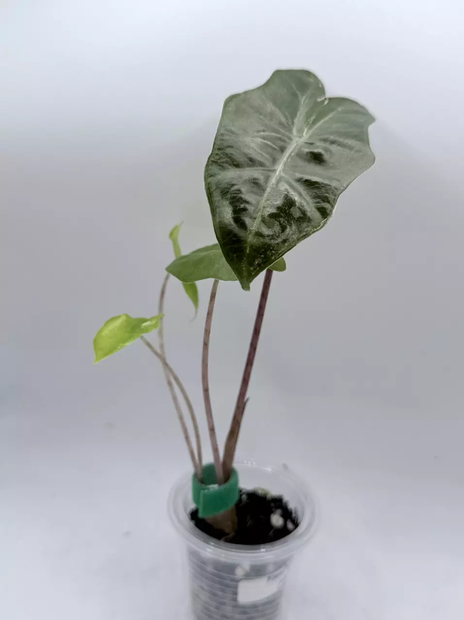 Alocasia Pseudosanderiana Pink low color/revert thumbnail