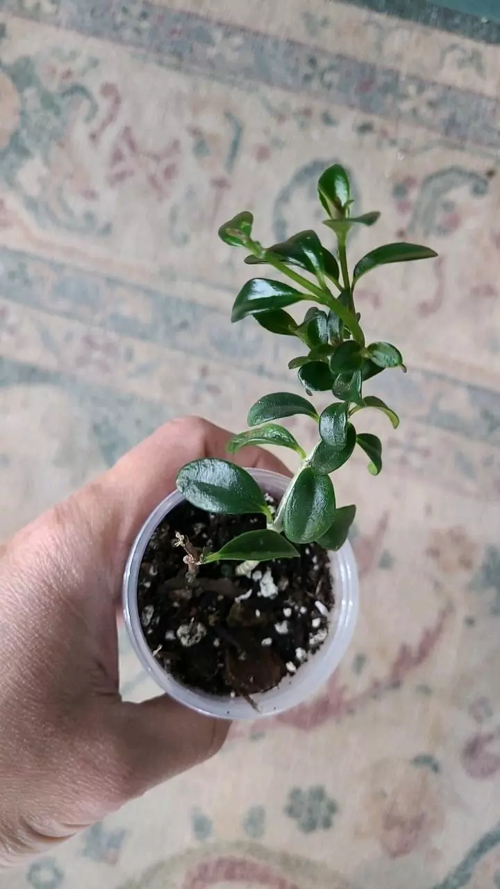 Gregarious Green Goldfish Plant 2" 2-090 thumbnail