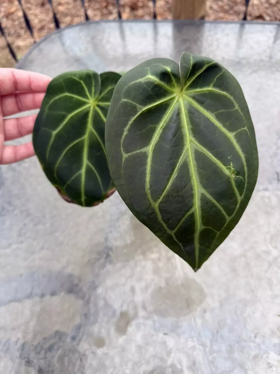 Anthurium NOID thumbnail