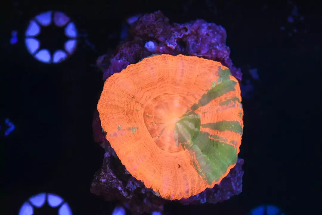 Reverse Bleeding Apple Scolymia Coral 3” thumbnail