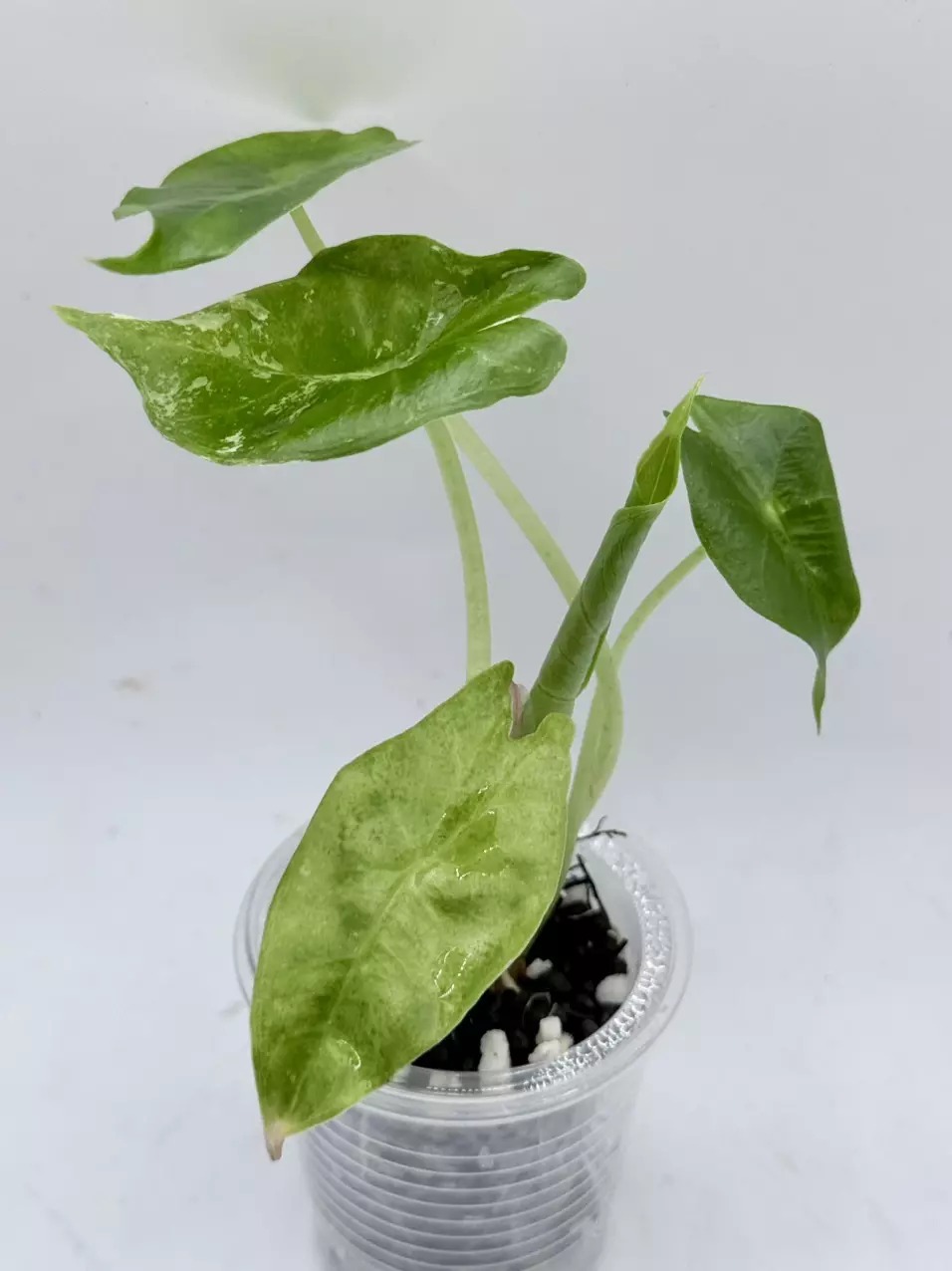 Alocasia Pink Dragon Albo low color thumbnail