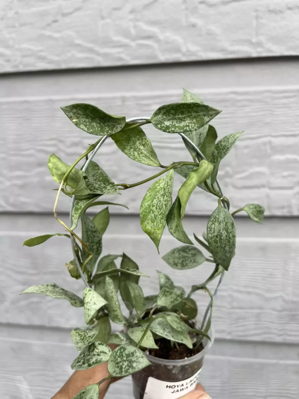 Hoya Jawa Barat thumbnail