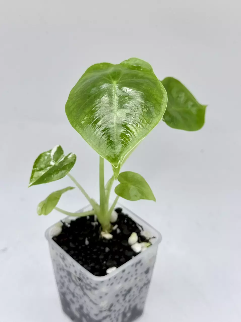 Alocasia Frydek low var thumbnail