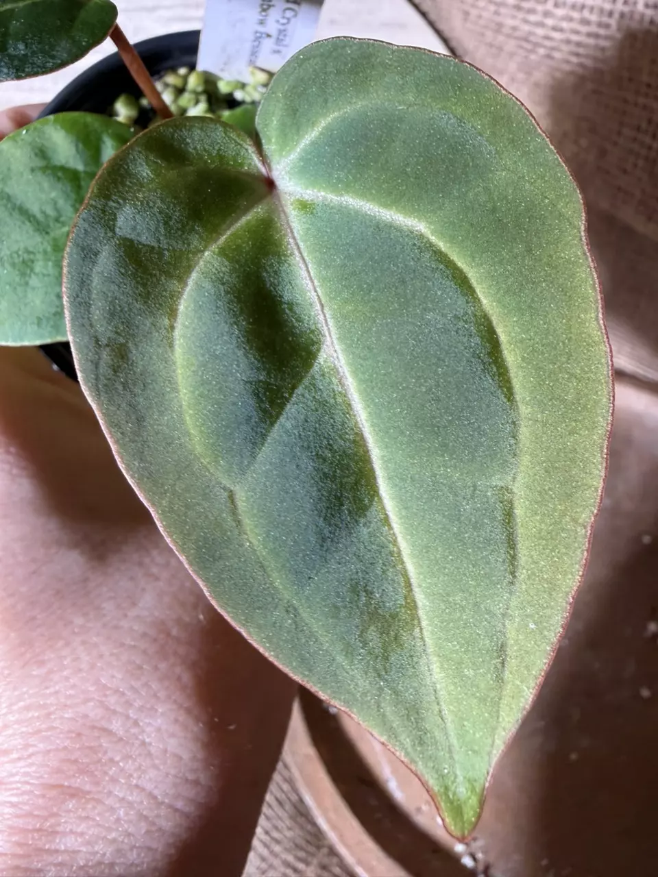 A. RC x Rainbow Besseae *Last 1! thumbnail