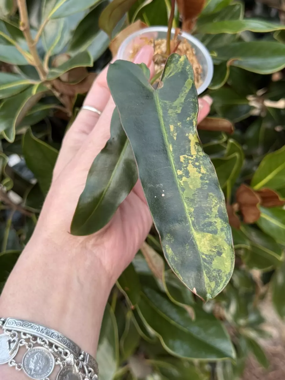 🌿 Philodendron Variegated Black Billietiae thumbnail