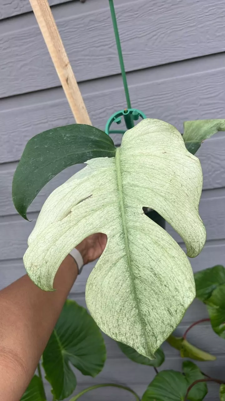 Monstera Brazil mint bottom thumbnail