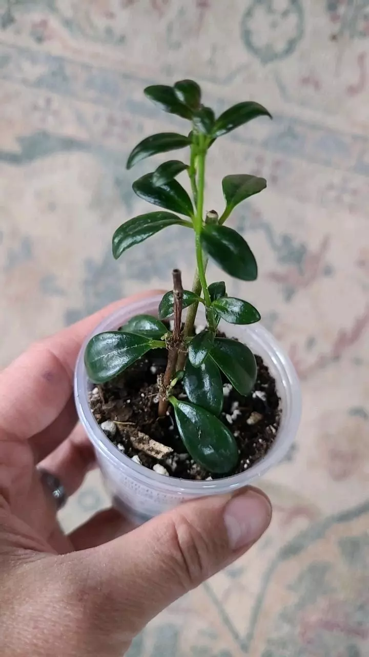 Gregarious Green Goldfish Plant 2" 2-091 thumbnail