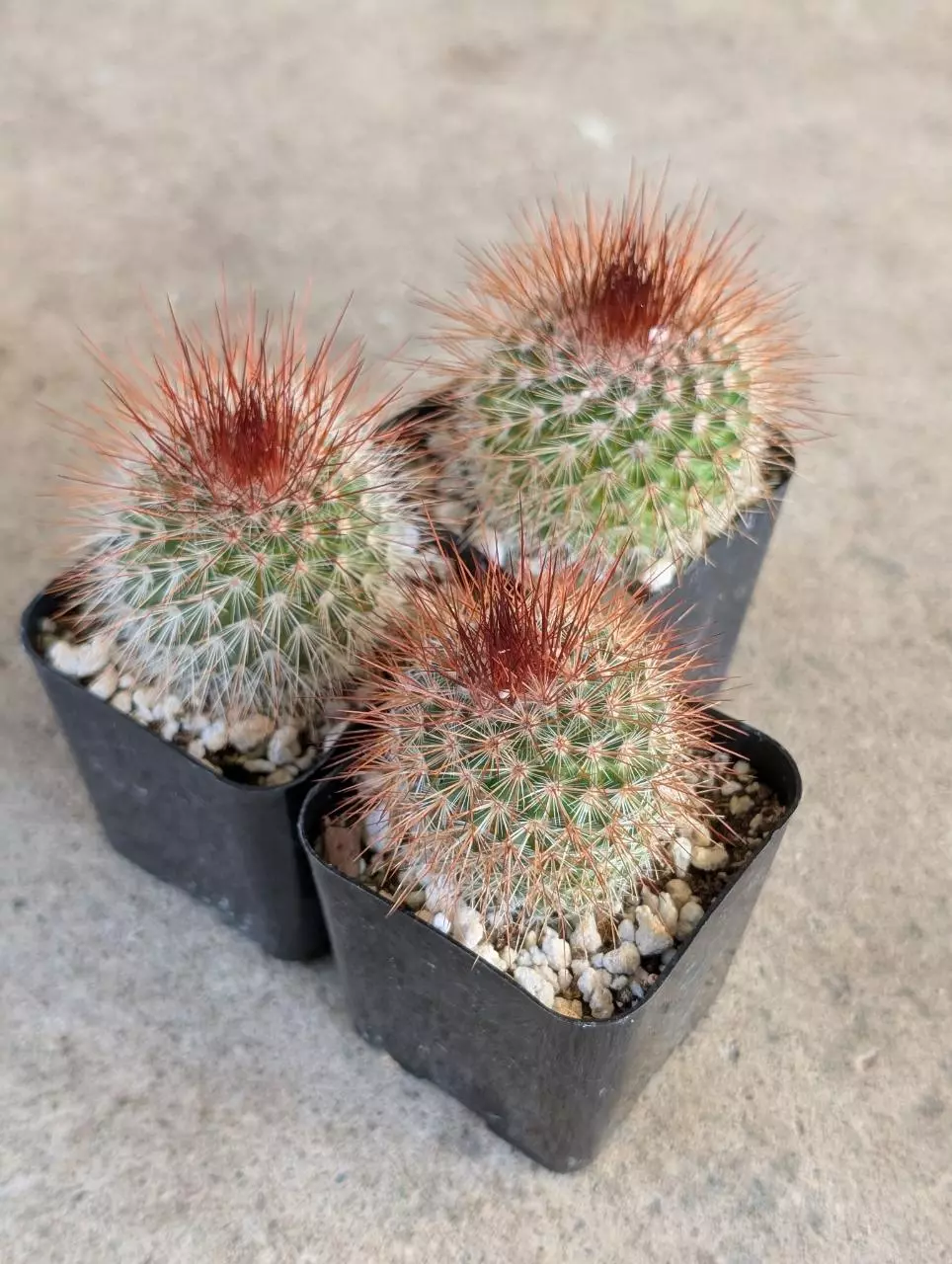 Growers Choice Mammillaria Spinosissima 2" pot shown thumbnail