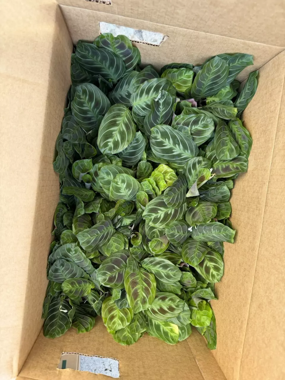 4” cat moustache thumbnail