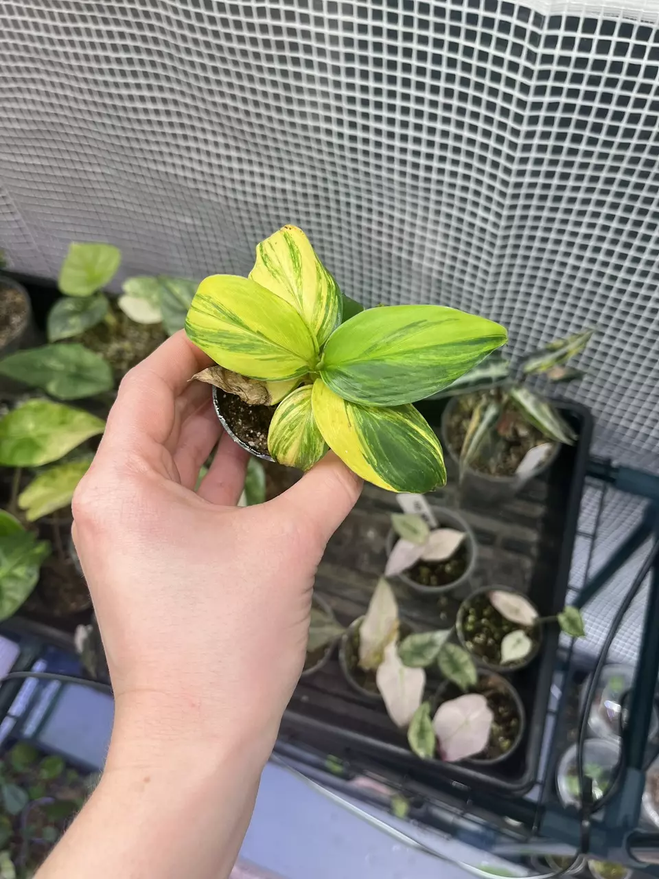 Musa Aurea💚💛 thumbnail