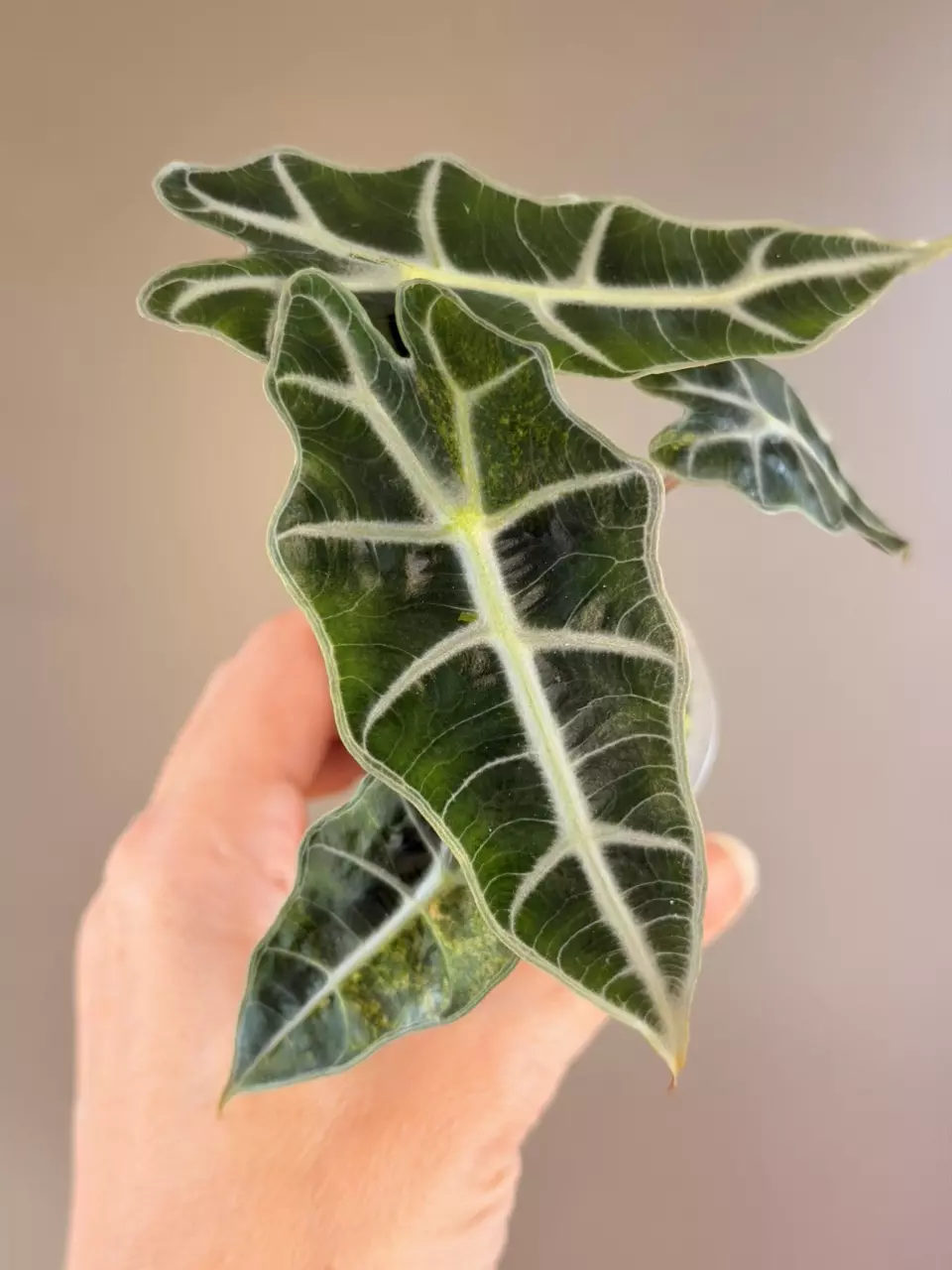 148 Alocasia Polly Aurea Revert thumbnail