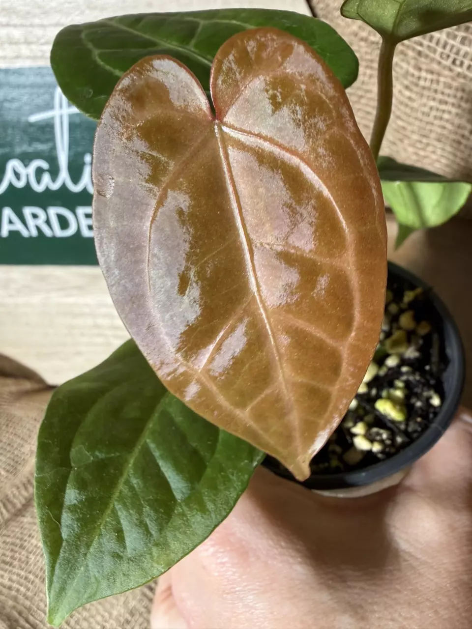 A. Goliath x Kartel Daun NOID The Dale thumbnail