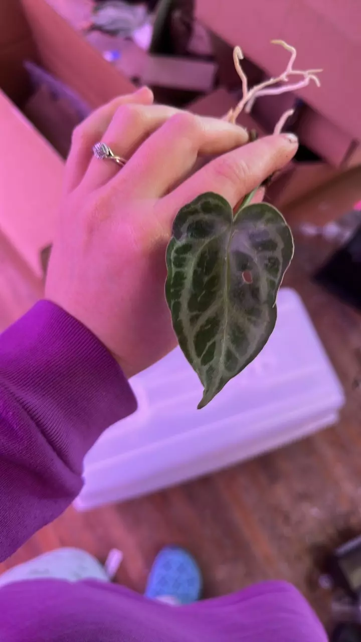 Anthurium SKG silver mutation thumbnail