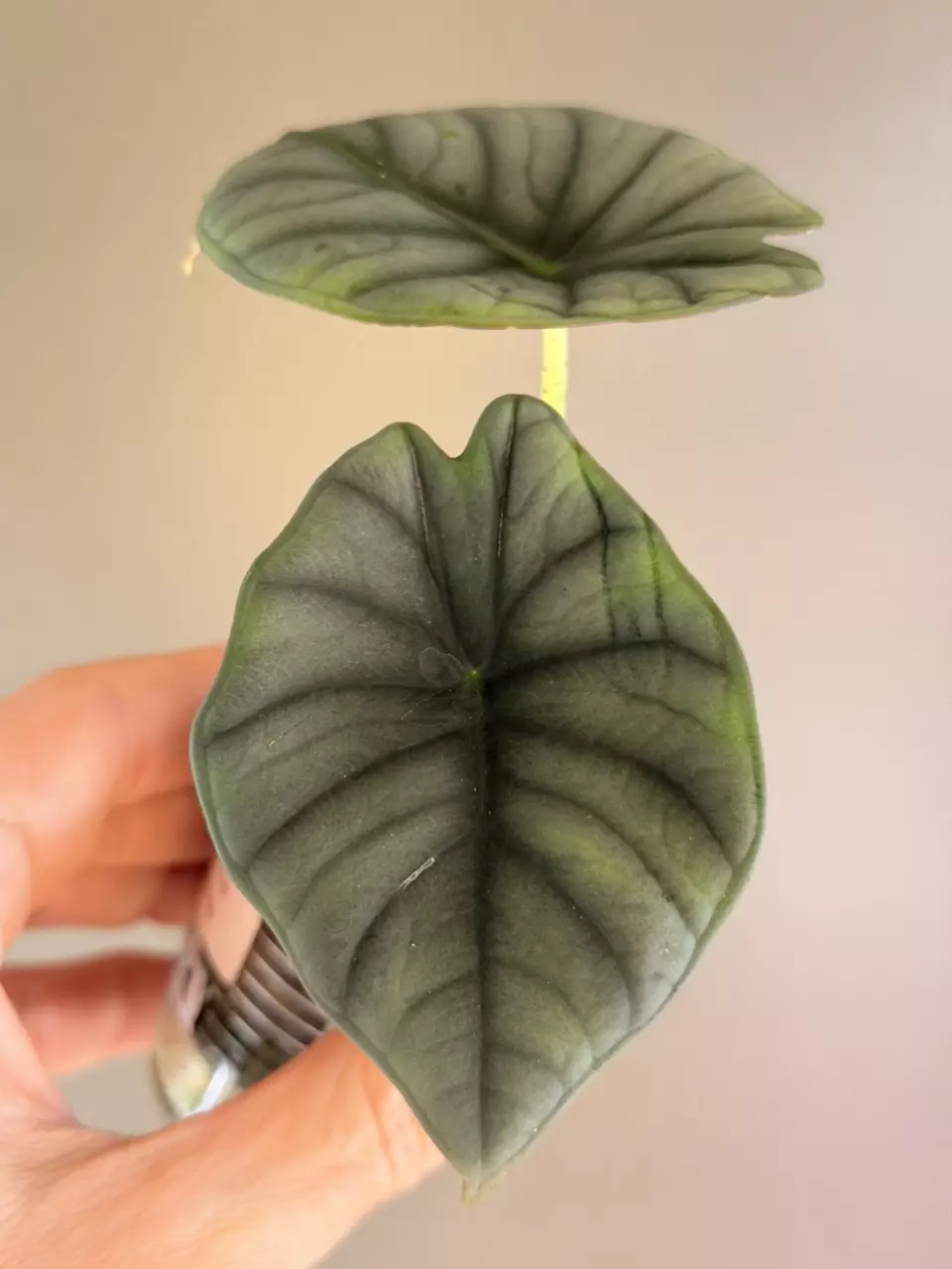 571 Revert - Alocasia Nebula Aurea thumbnail