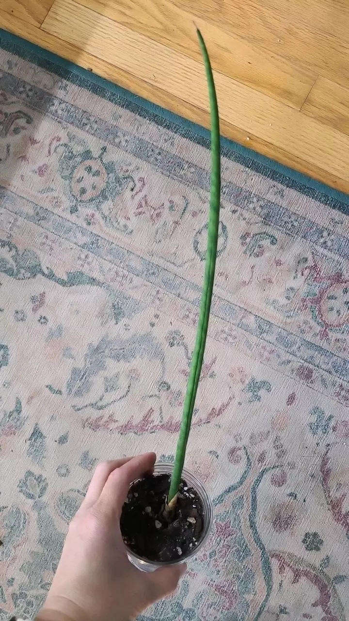 14" Sanservia Cylindrica 3.25" 2-079 thumbnail