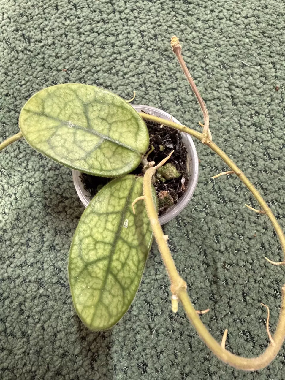 Hoya sichuanensis (fka Lyi NOID) thumbnail