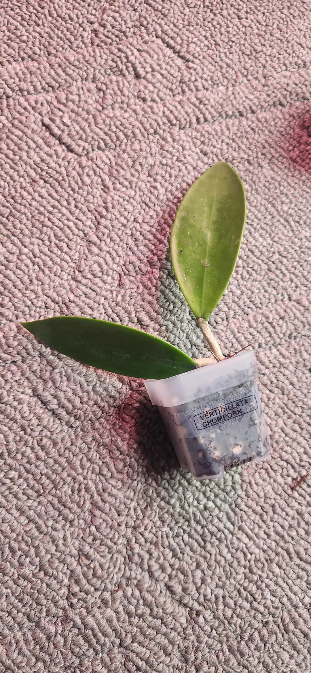 795 Verticillata chomporn thumbnail