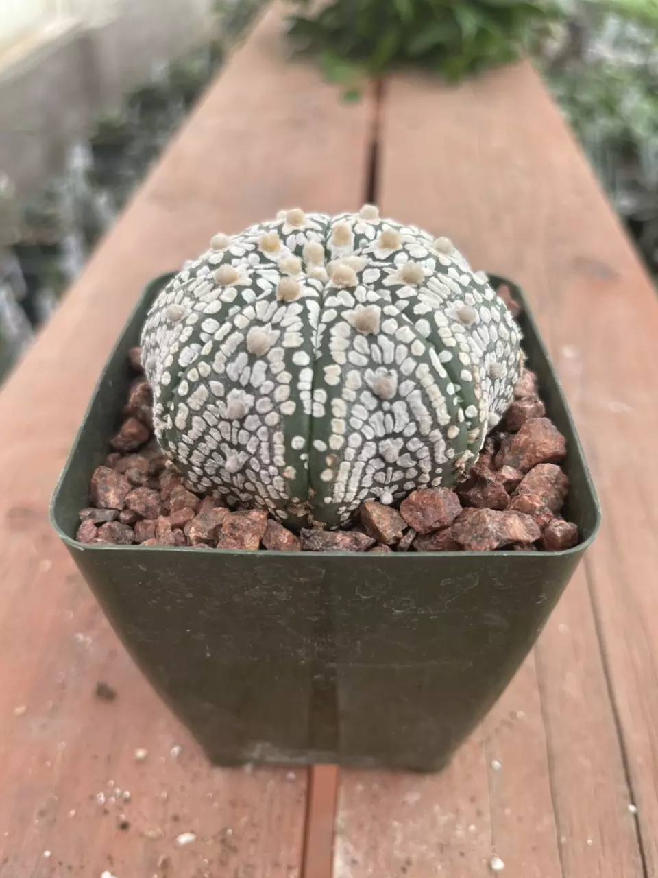 Z81 Astrophytum asterias cv. Superkabuto ‘V-Type’ thumbnail