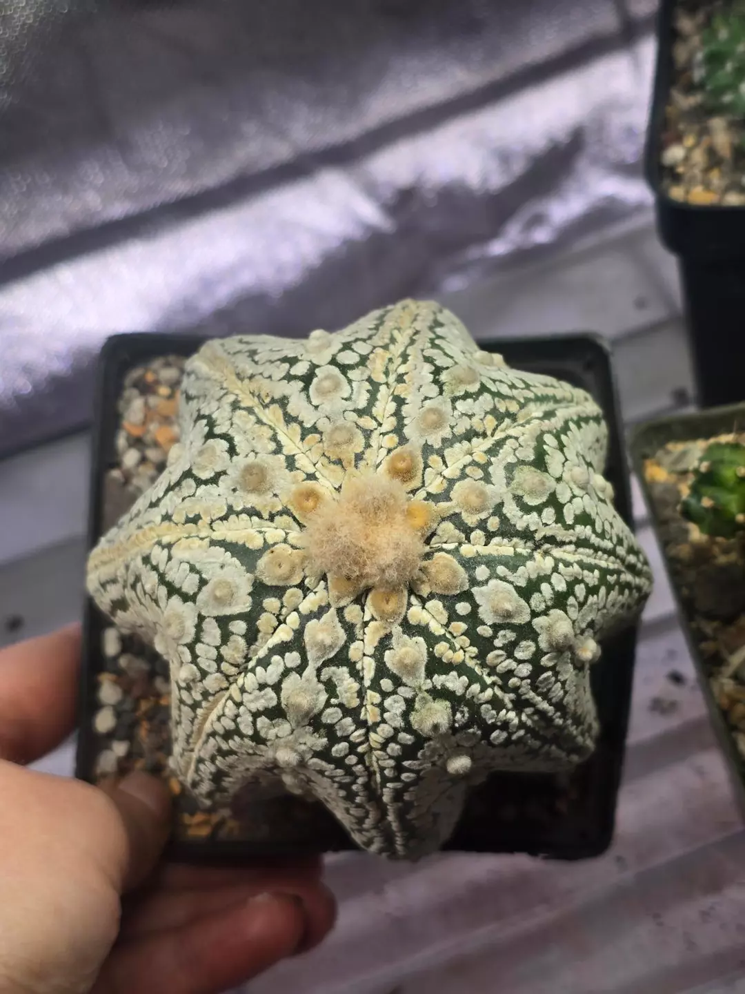 Tall astro squid (rooted) thumbnail