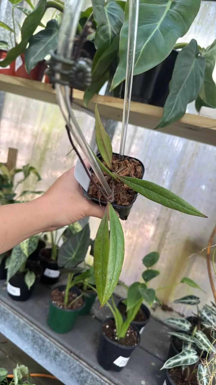 703 Hoya Sulawesiana thumbnail