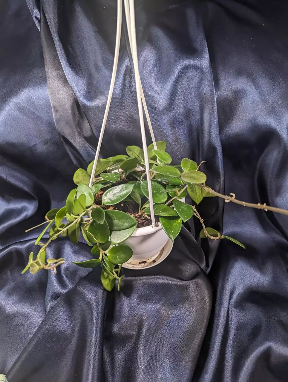 Hoya chouke basket thumbnail