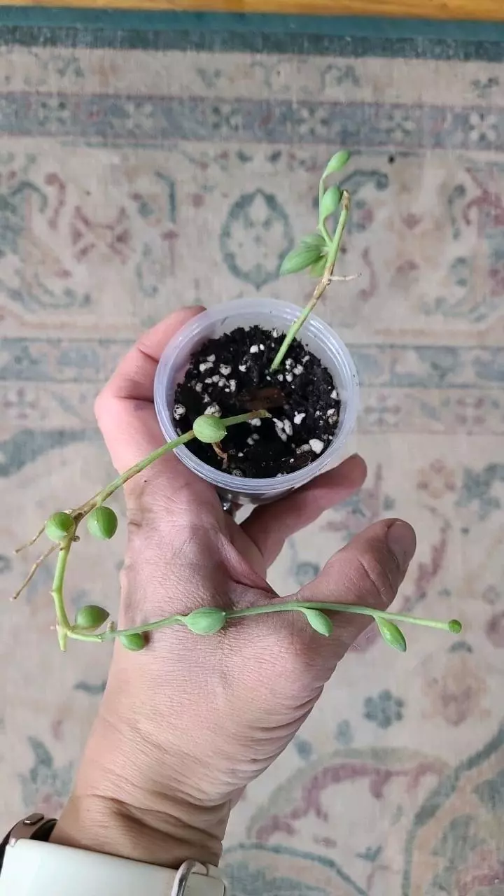 String of Watermelon 2" 2-085 thumbnail