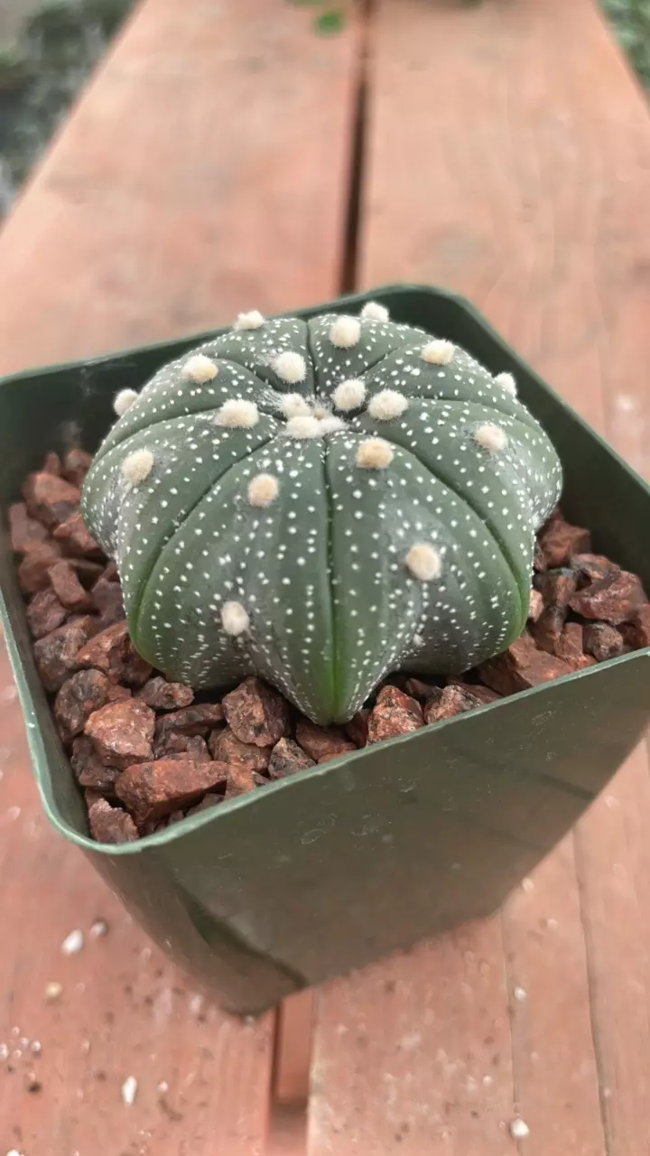 Z79 Astrophytum asterias ‘Star Shape’ thumbnail