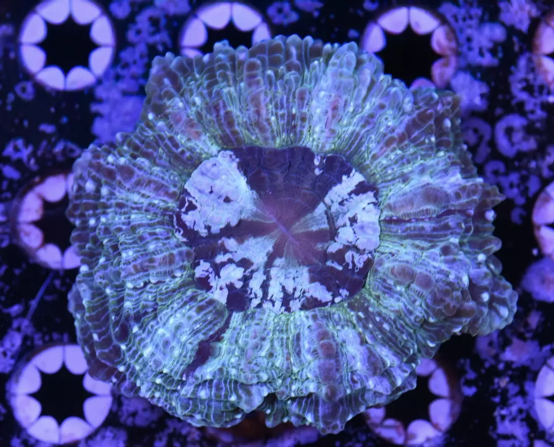 Rainbow Acanthophyllia Coral 3.5” thumbnail