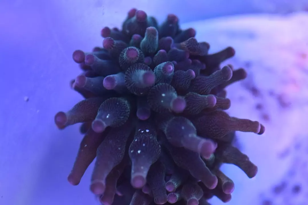 Nexus Joker Bubble Tip Anemone 2” thumbnail