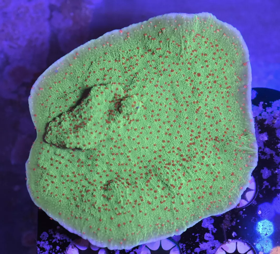 XL Seasons Greetings Montipora Coral Colony 4” thumbnail