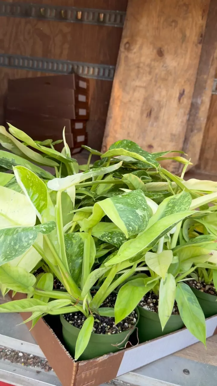 Jose fiesta 6” thumbnail