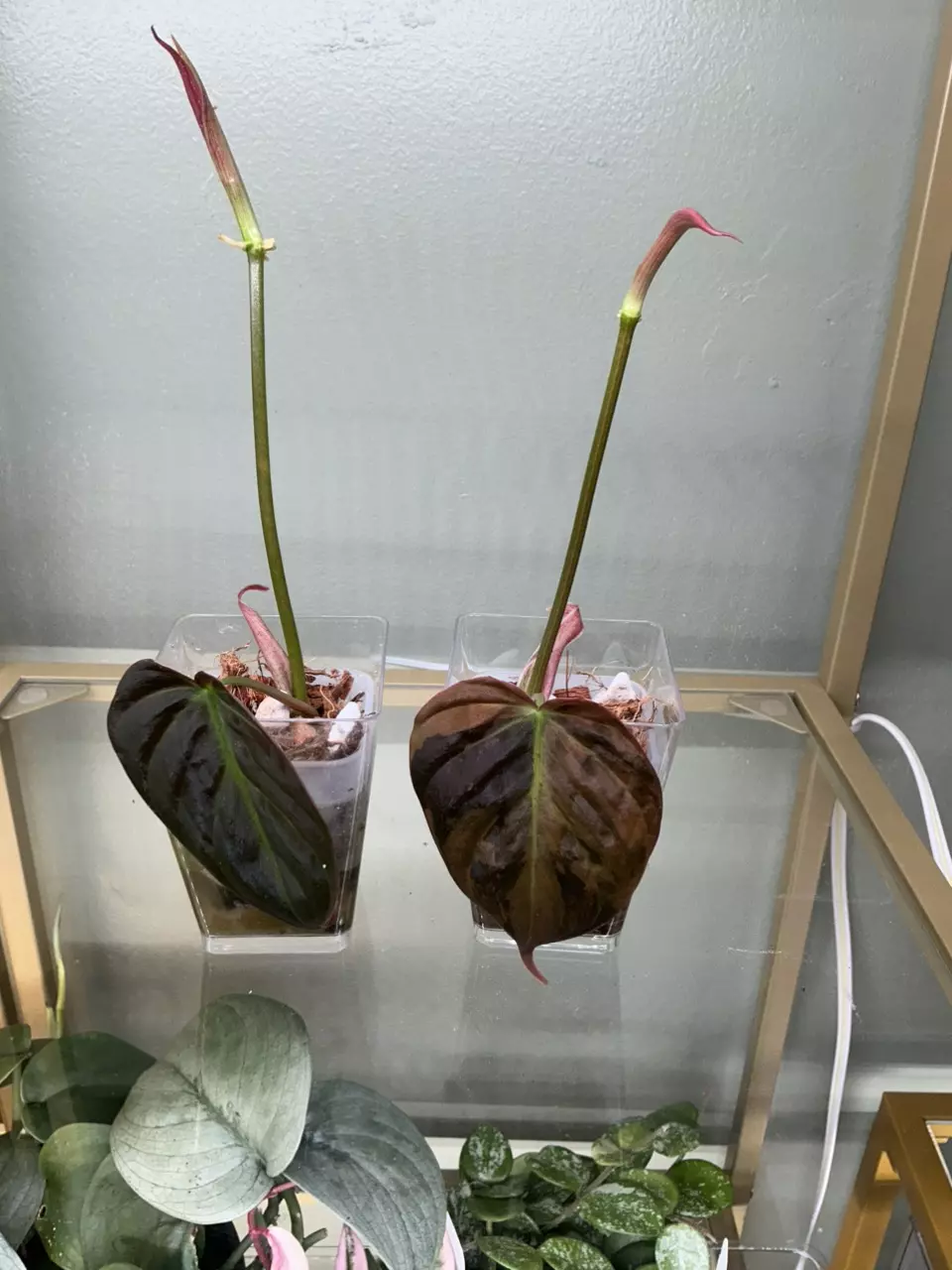 Micans Aurea seller choice thumbnail