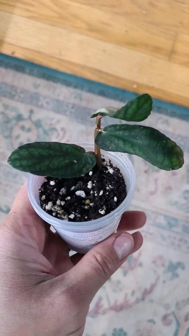 Pellonia Pulchra 2" 2-087 thumbnail