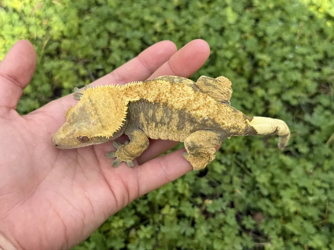 Piri Piri - Proven F “Grainy” thumbnail