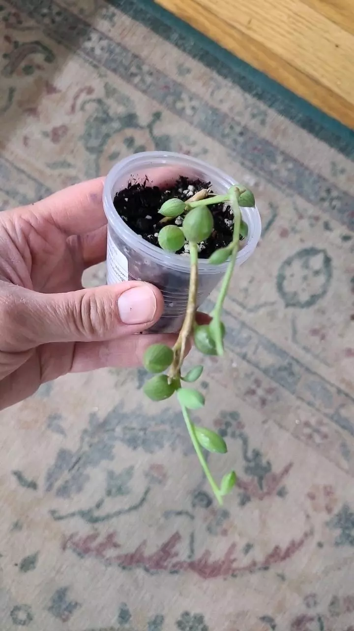 String of Watermelon 2" 2-084 thumbnail