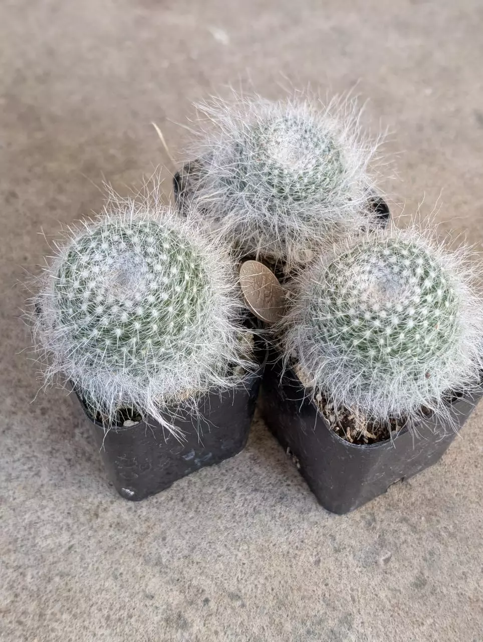 Growers Choice Mammillaria Hanniana shown in 2" pot thumbnail