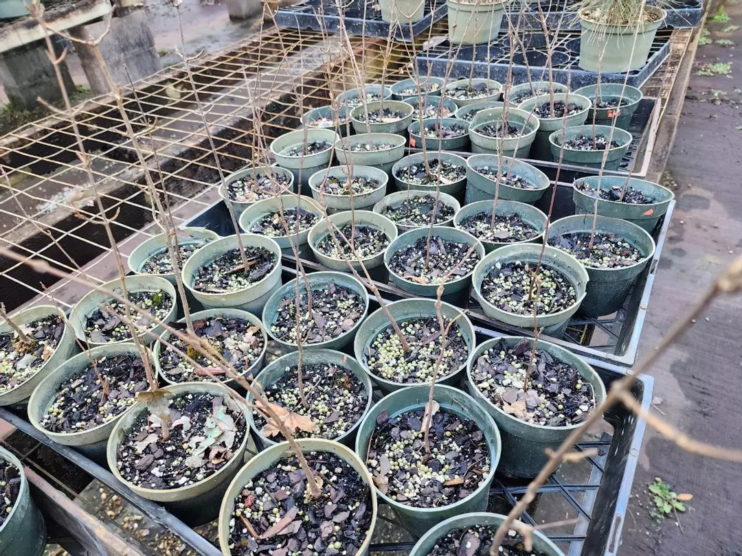 Trident maple seedlings in 4" pots sellers choice thumbnail