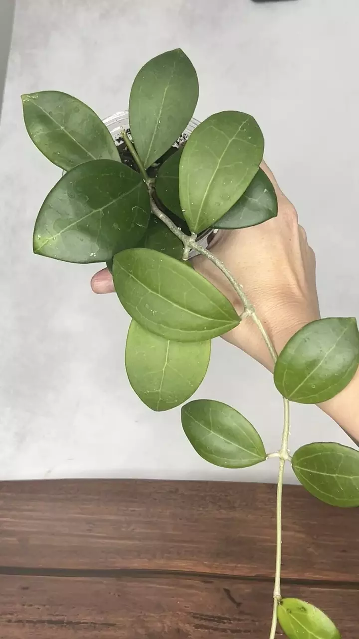 Hoya RHM 24221 - KP02 (pachyclada x parasitica x unk) thumbnail