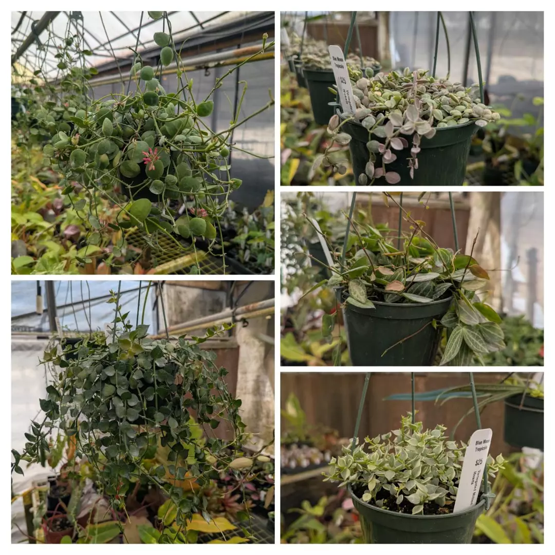 Dischidia bundle: buy 4, get 5th free thumbnail