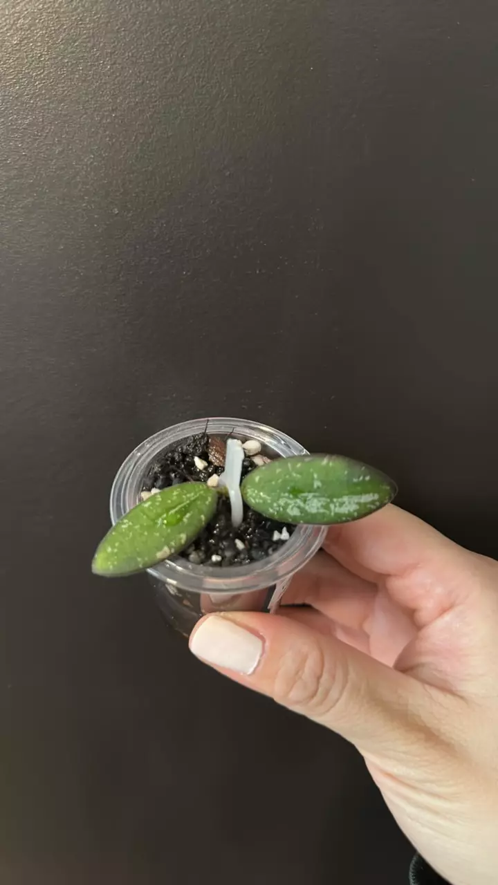 Hoya VL9 variegated 1915 thumbnail