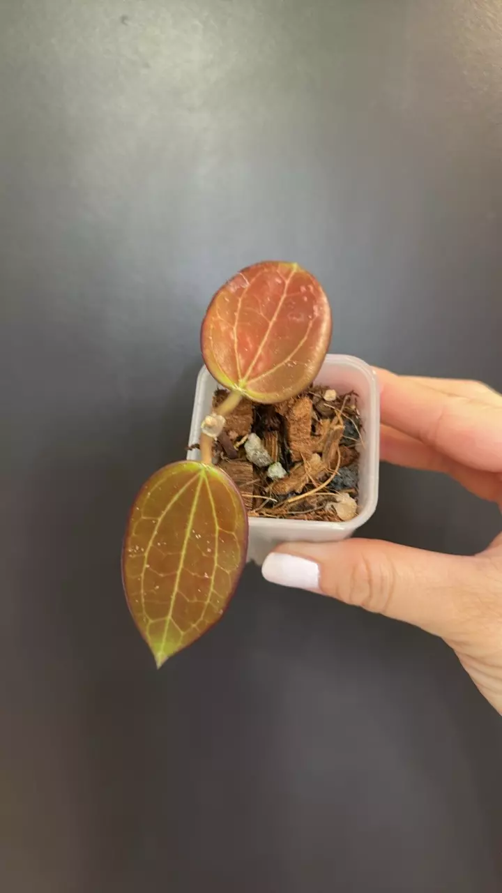 Hoya black magic 8264 thumbnail