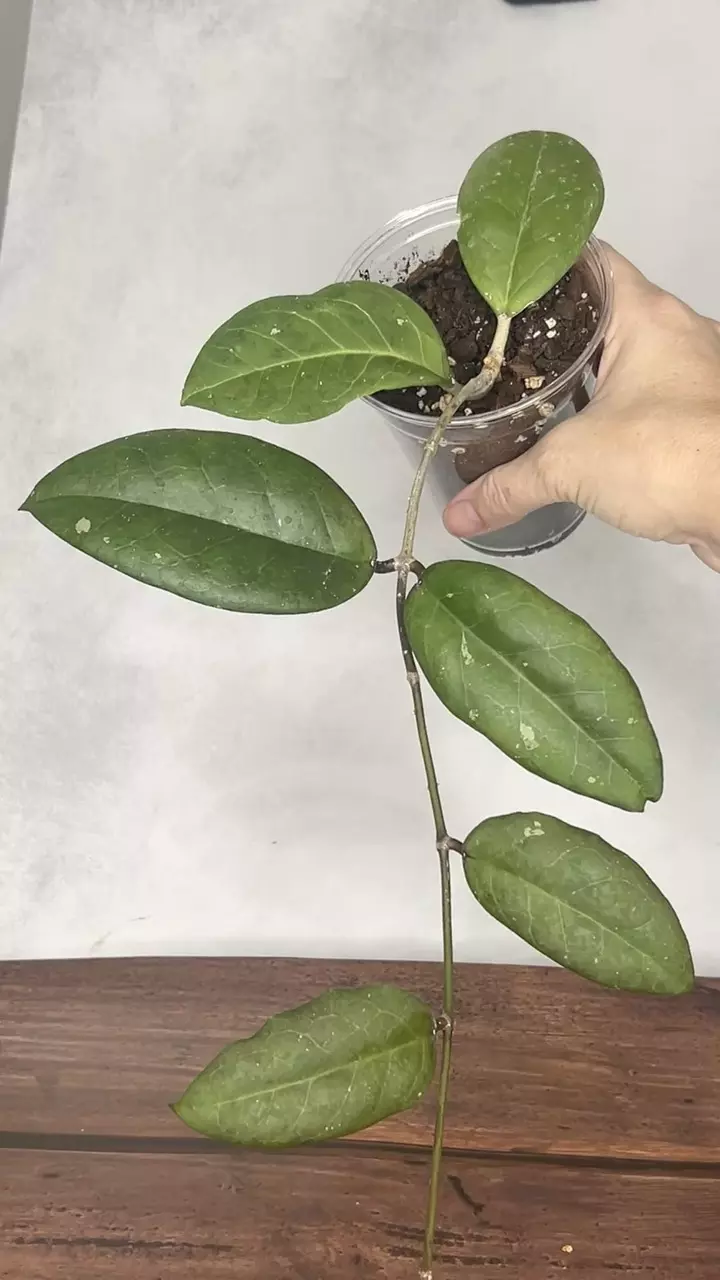 Hoya EPC 1018 (red Corolla) thumbnail