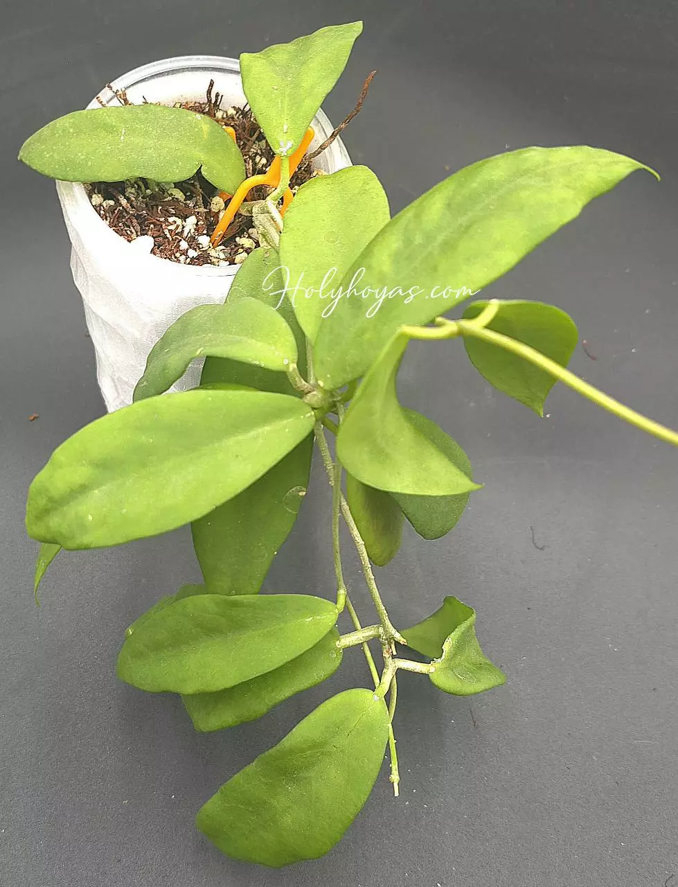 Hoya TPQ003 Blackhawk (Cagayensis × OP) thumbnail