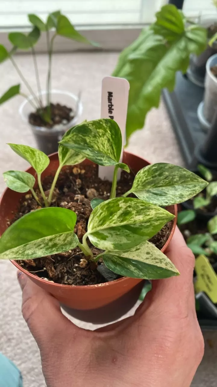 Marble Pothos 3 in planter thumbnail