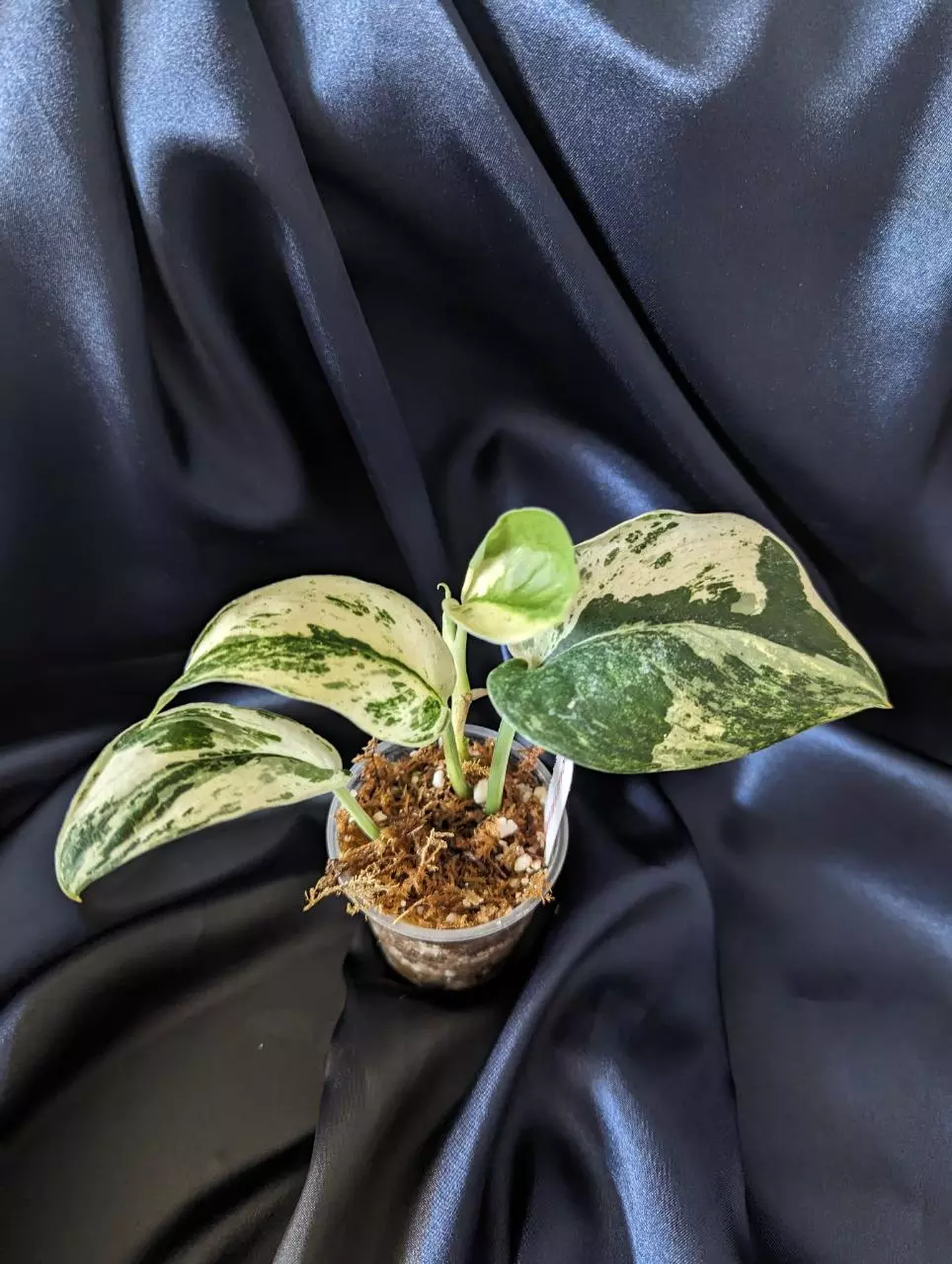 Scindapsus Parahiyanhan thumbnail