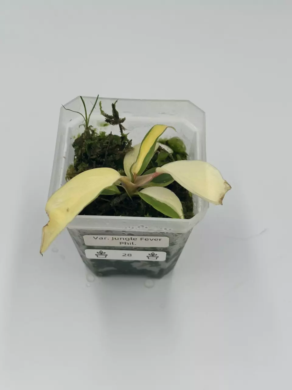 Jungle Fever Philodendron thumbnail