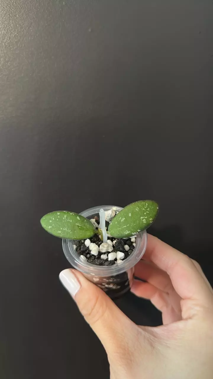 Hoya VL9 variegated 1911 thumbnail